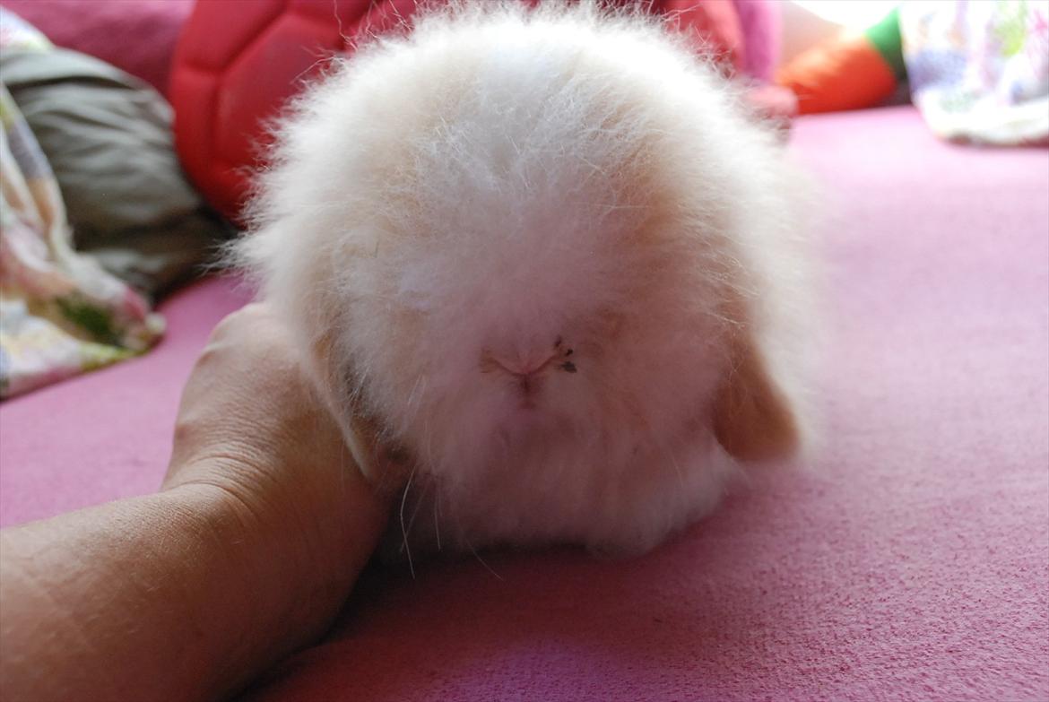 Kanin Teddy vædder Sulajma-tøsen billede 12