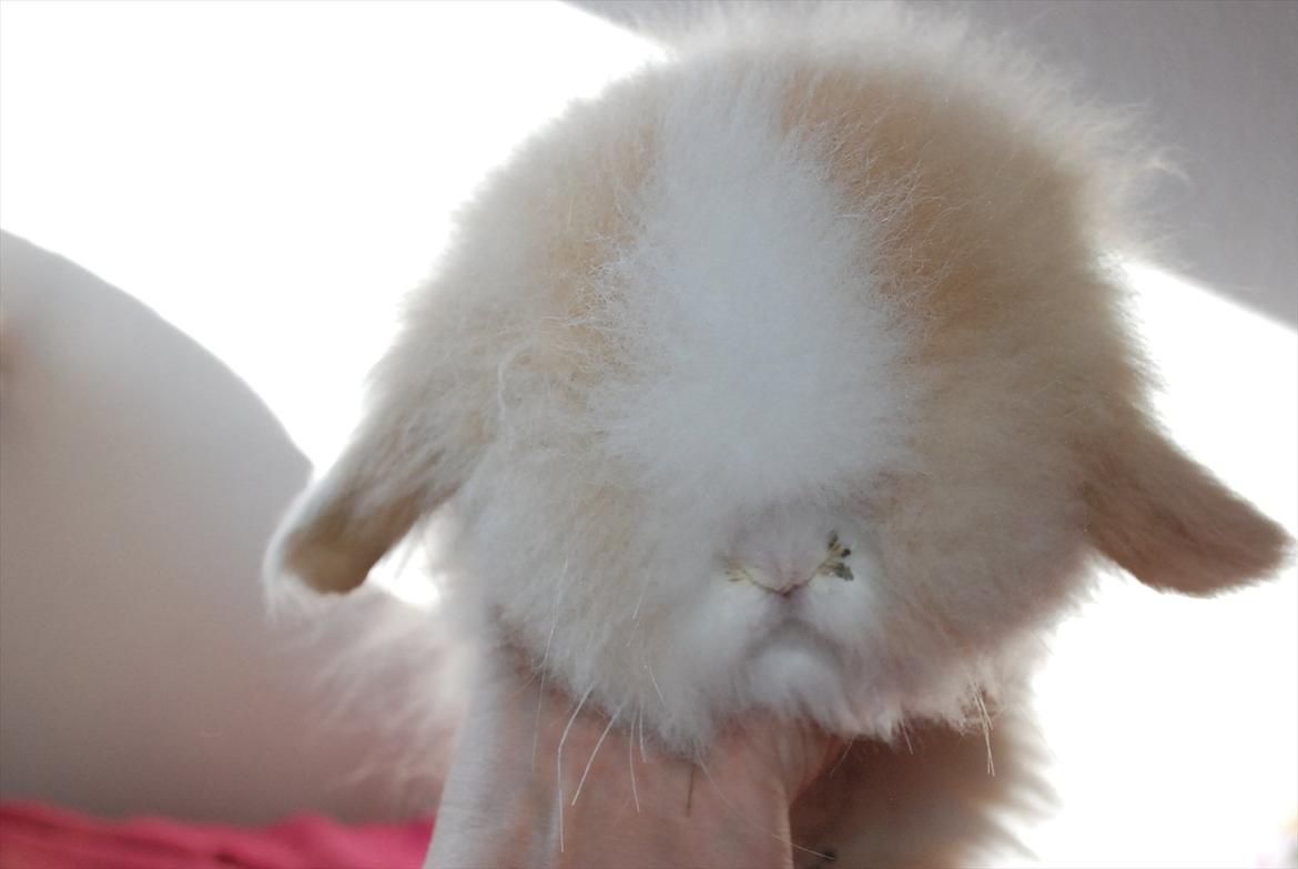 Kanin Teddy vædder Sulajma-tøsen billede 13