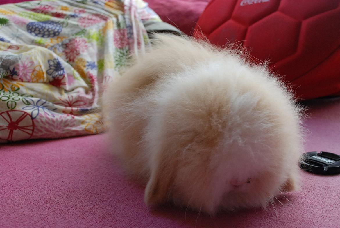 Kanin Teddy vædder Sulajma-tøsen billede 14