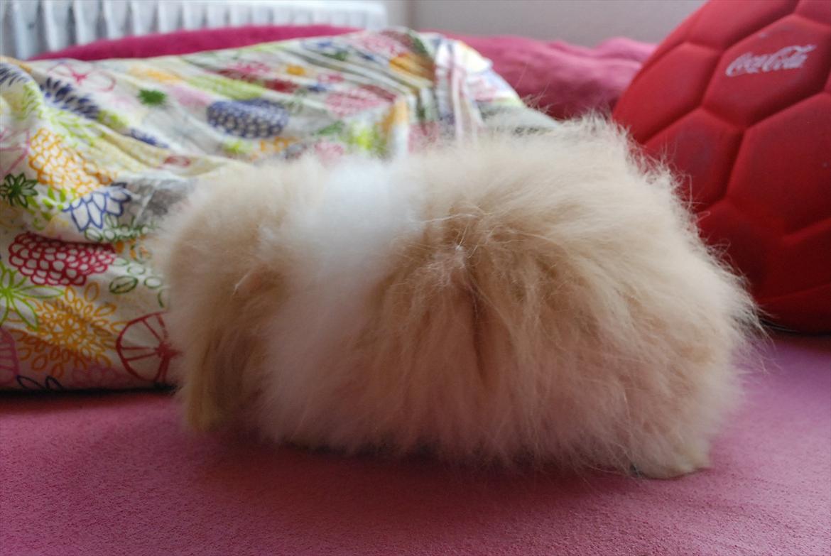 Kanin Teddy vædder Sulajma-tøsen billede 15