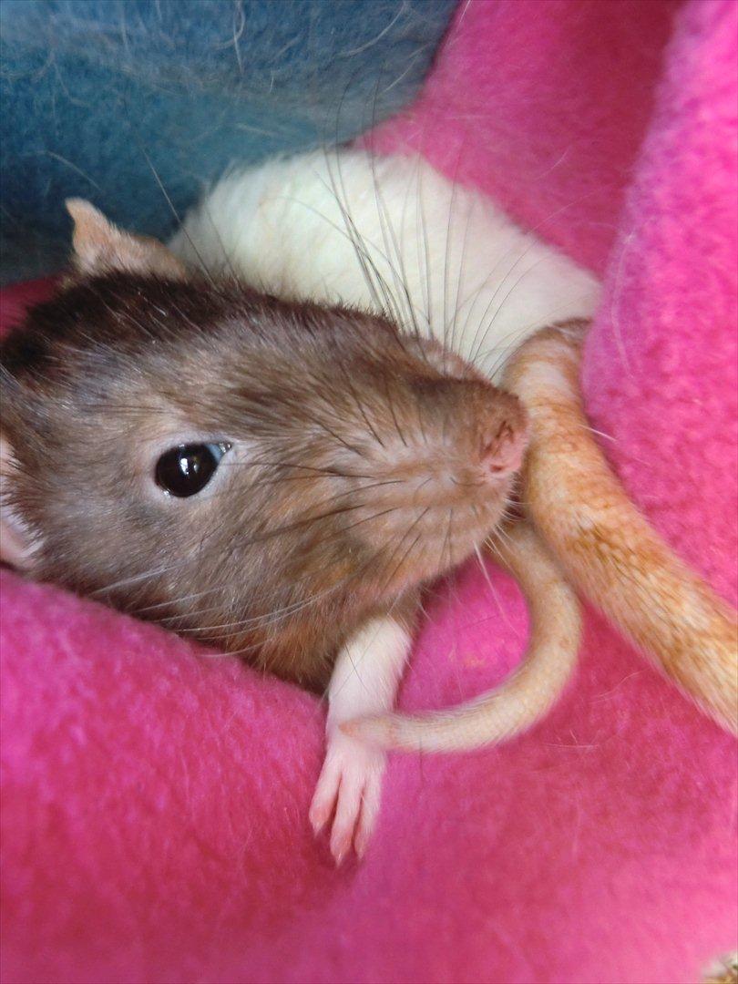 Tamrotte Ricko billede 19