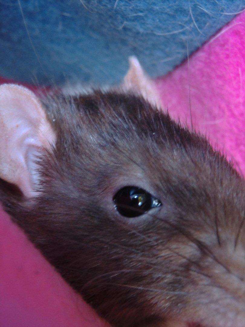 Tamrotte Ricko billede 20