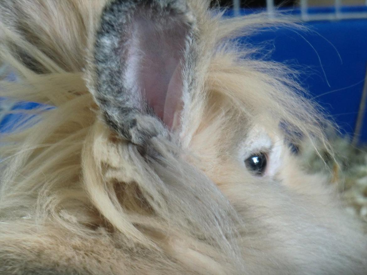 Kanin Stald muskatnød´s Chili  billede 19