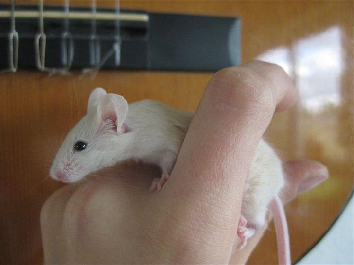 Mus VM's "KevJumba" R.I.P. - 3½ uge billede 15