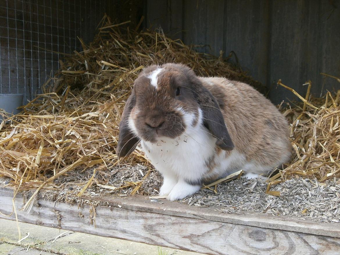 Kanin Tillas Zeus billede 9