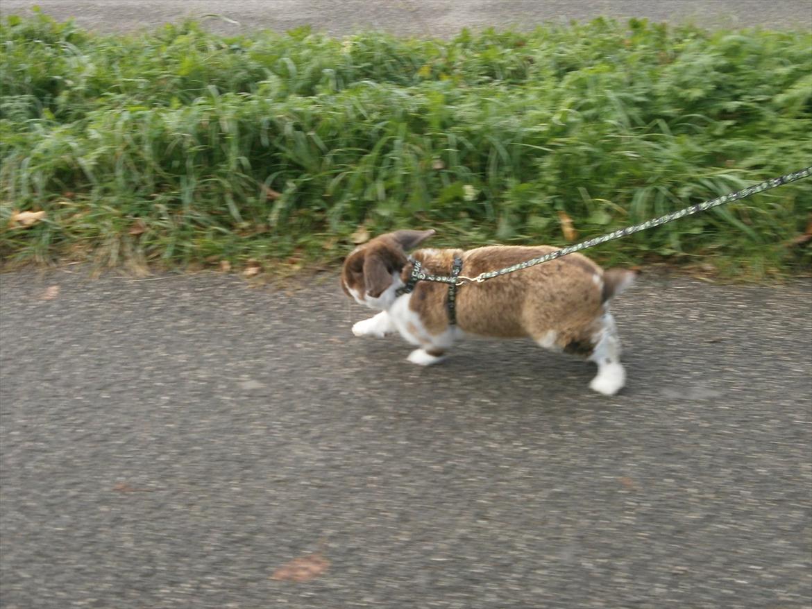 Kanin Tillas Zeus billede 10