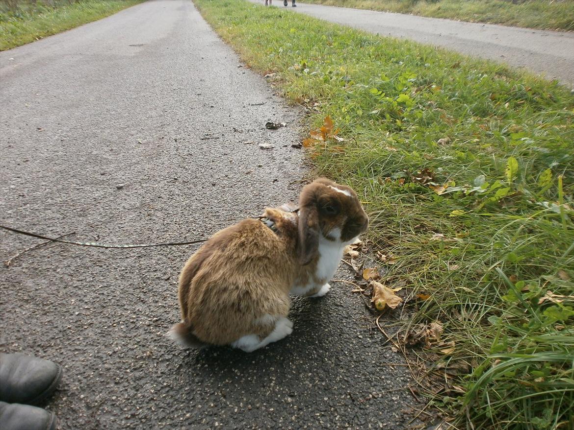 Kanin Tillas Zeus billede 11