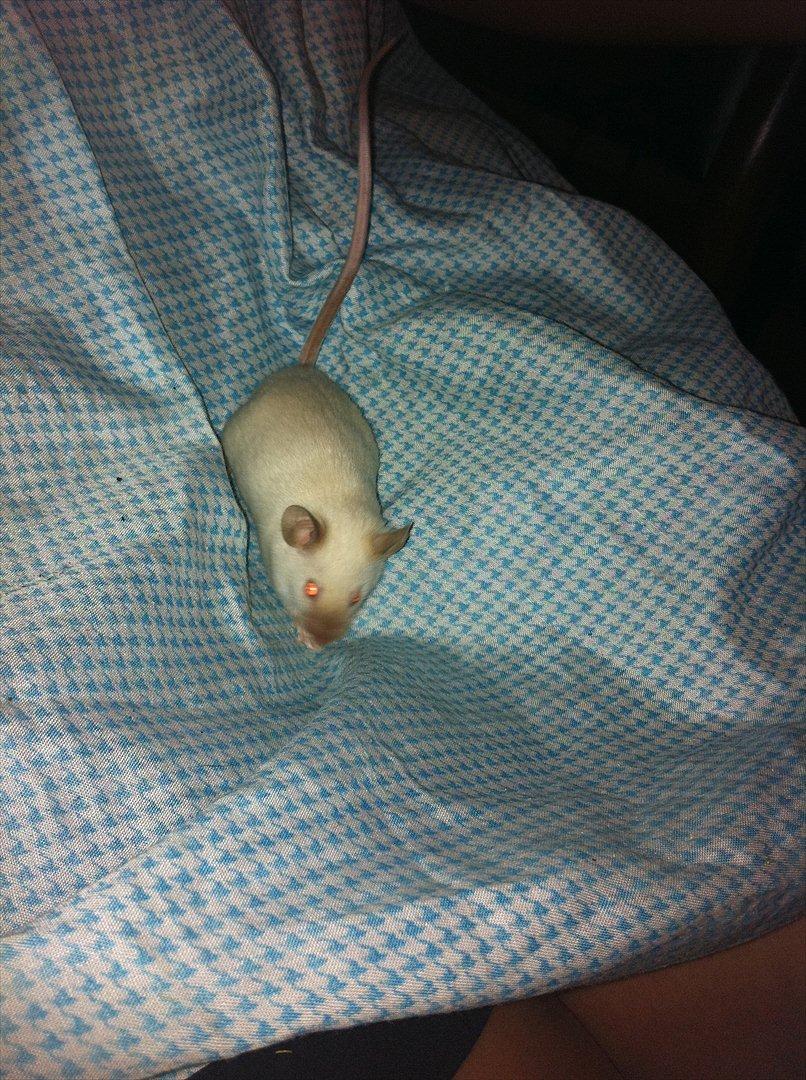 Mus LovelyMouse's Seamis billede 1