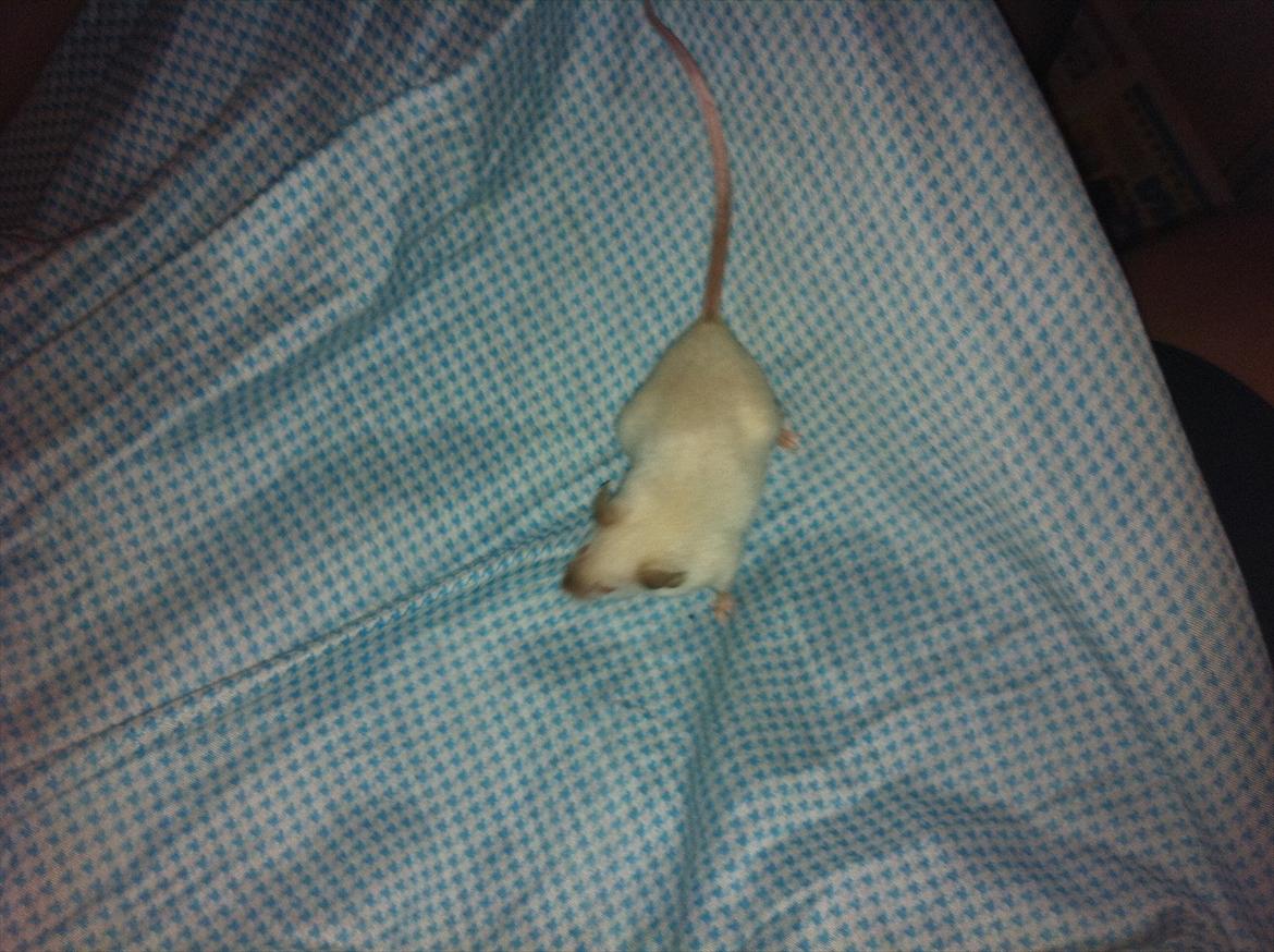 Mus LovelyMouse's Seamis billede 3