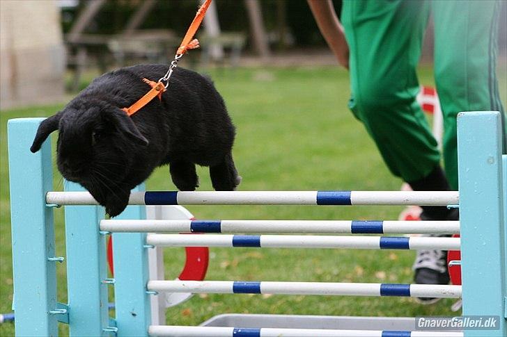 Kanin COOKIE <3 - Hvor er hun god ;D Foto: Cora  billede 13