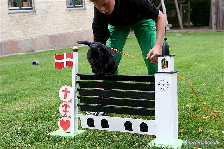 Kanin COOKIE <3 - Cookie ville sparke springet ned, men hun kommer over ;D Foto: Cora  billede 14