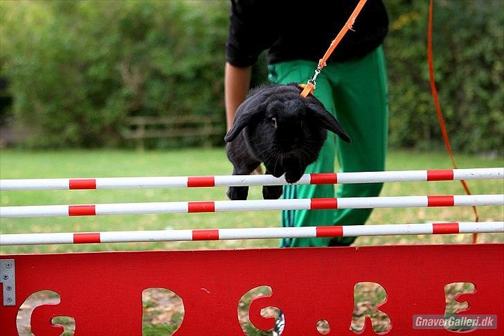 Kanin COOKIE <3 - Foto: Cora  billede 15