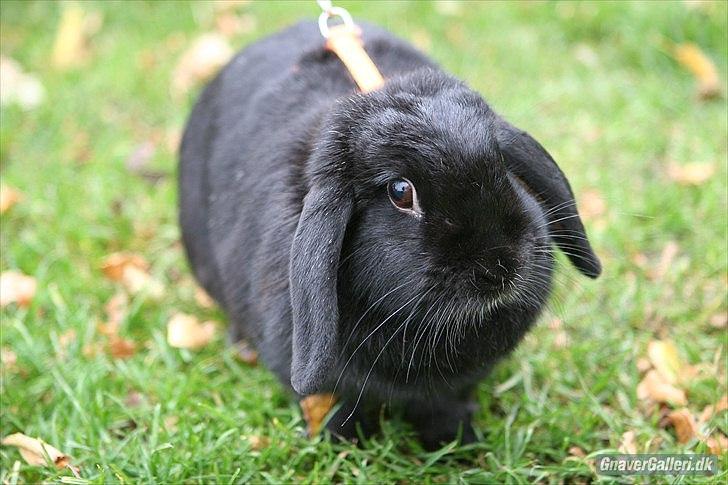 Kanin COOKIE <3 - Foto: Cora  billede 16