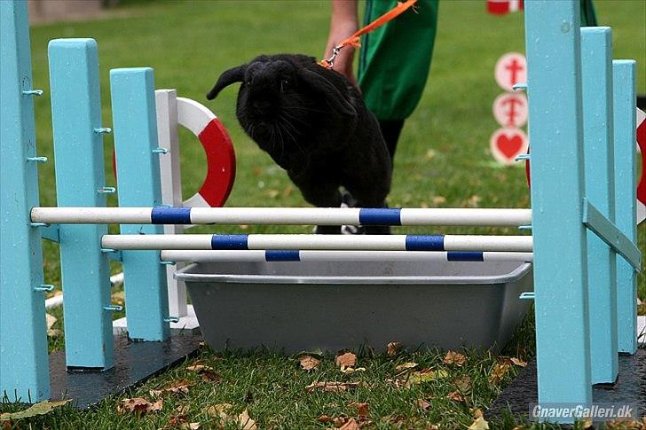 Kanin COOKIE <3 - Opvarmning ;D Foto: Cora  billede 17
