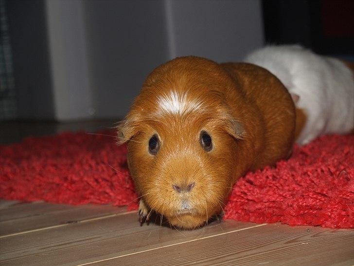 Marsvin Didi billede 15