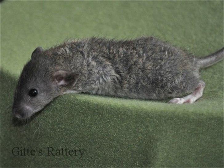 Tamrotte Cooper RIP - 4 uger gammel. billede 8