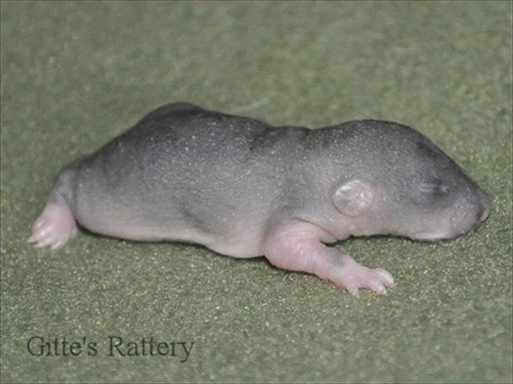 Tamrotte Cooper RIP - 1 uge gammel. billede 2