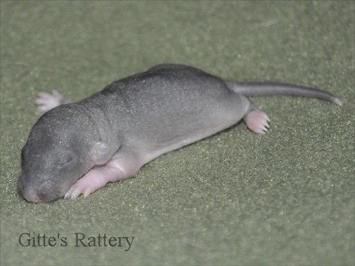 Tamrotte Cooper RIP - 1 uge gammel. billede 3