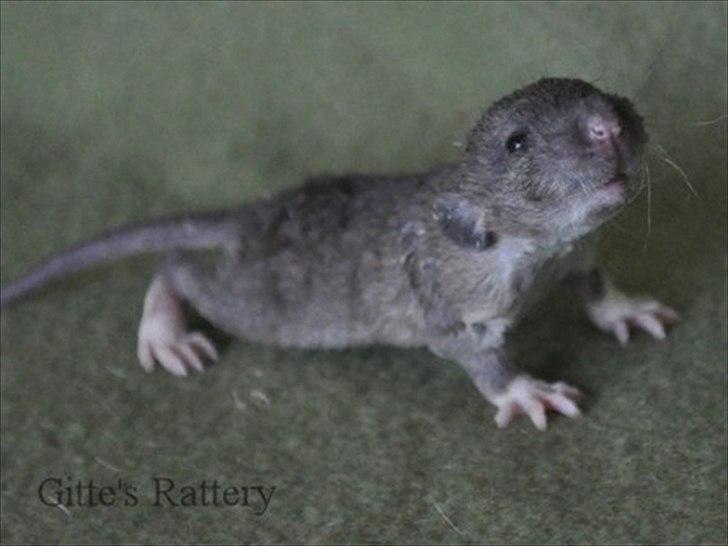 Tamrotte Cooper RIP - 2 uger gammel. billede 4