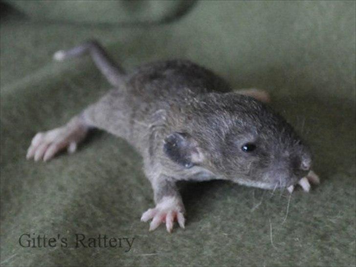 Tamrotte Cooper RIP - 2 uger gammel. billede 5