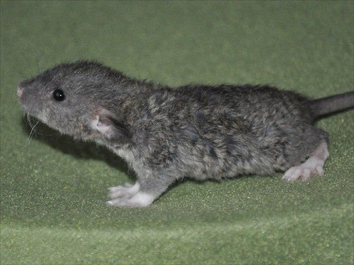 Tamrotte Cooper RIP - 3 uger gammel. billede 6