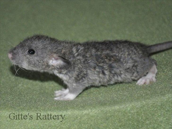 Tamrotte Cooper RIP - 3 uger gammel. billede 7