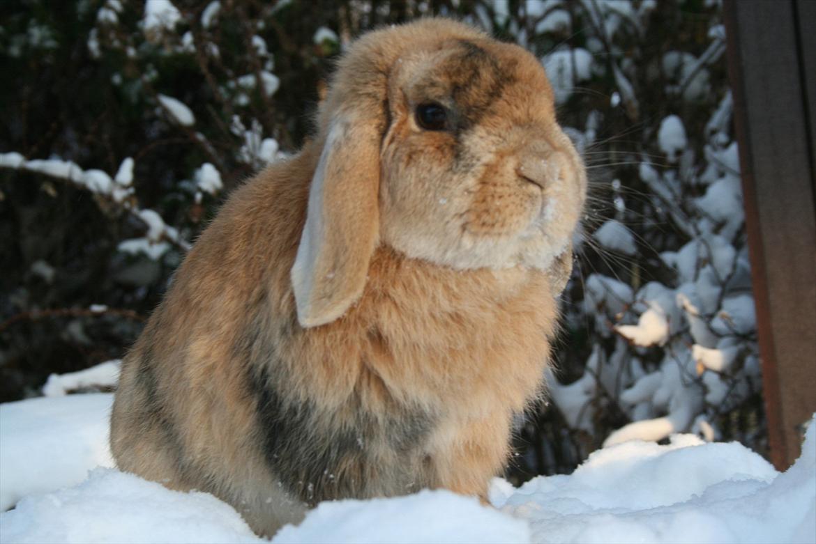 Kanin Figaro billede 1