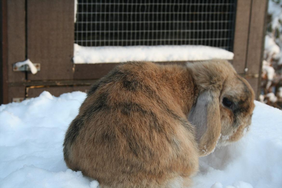 Kanin Figaro billede 2