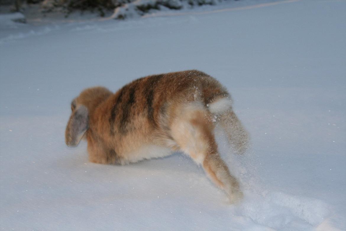 Kanin Figaro billede 3