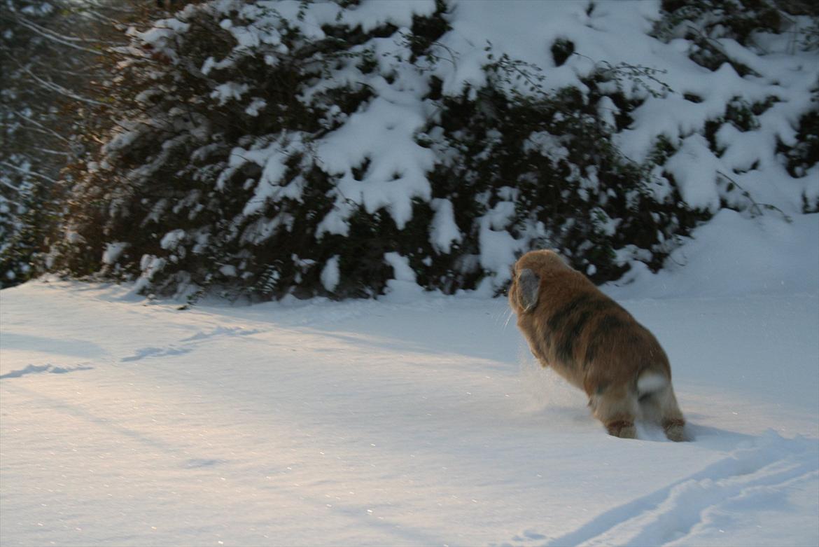 Kanin Figaro billede 4