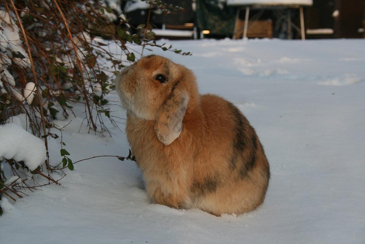 Kanin Figaro billede 5