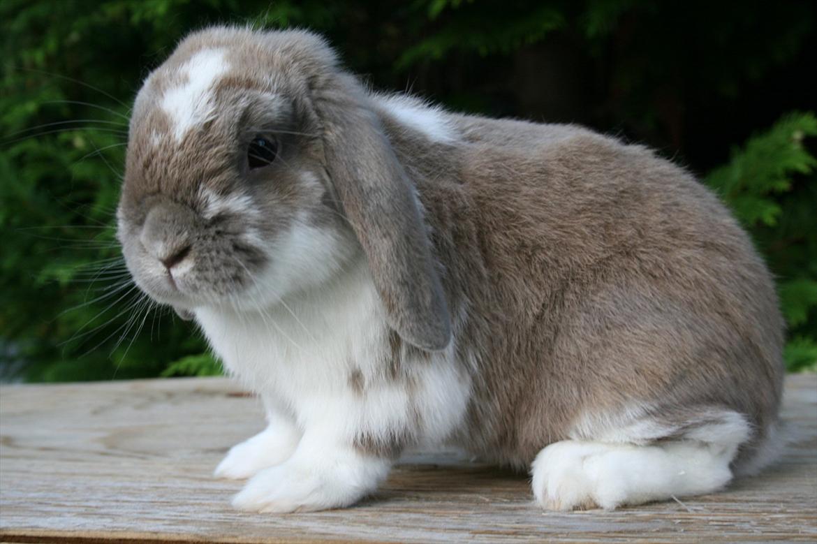 Kanin Jameson billede 1