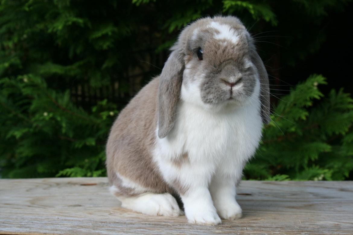 Kanin Jameson billede 2