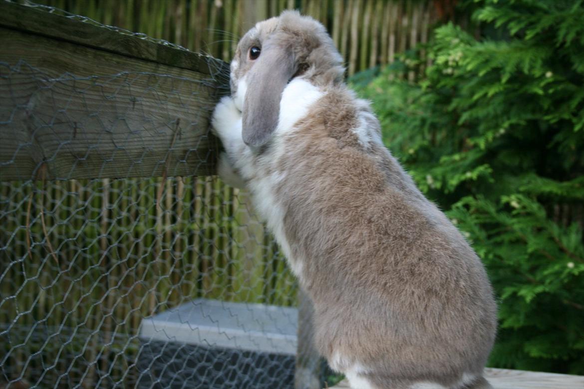 Kanin Jameson billede 3