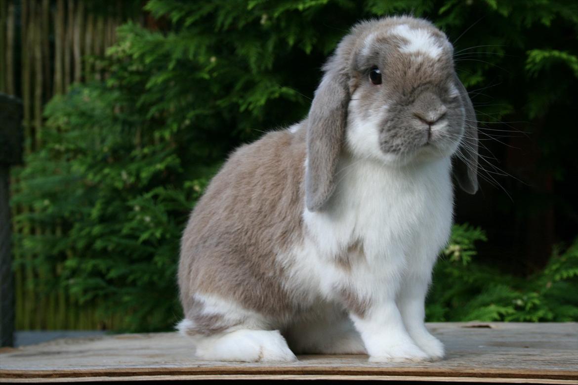 Kanin Jameson billede 4