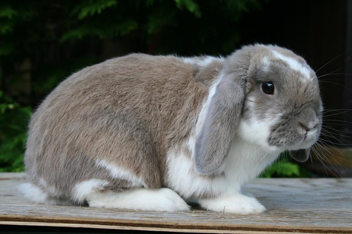 Kanin Jameson billede 5