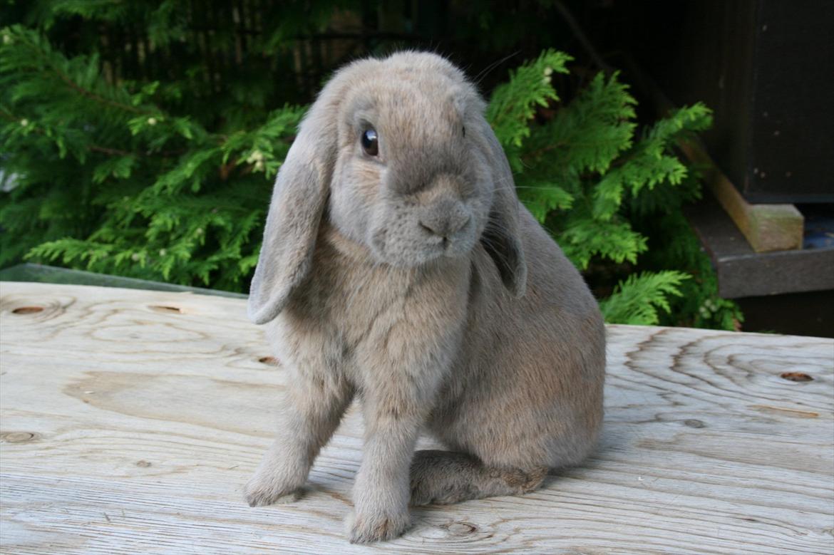 Kanin Ninka billede 1
