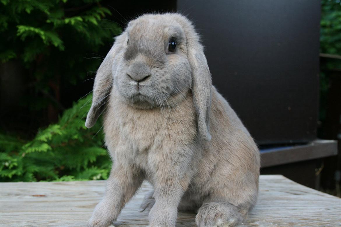 Kanin Ninka billede 2