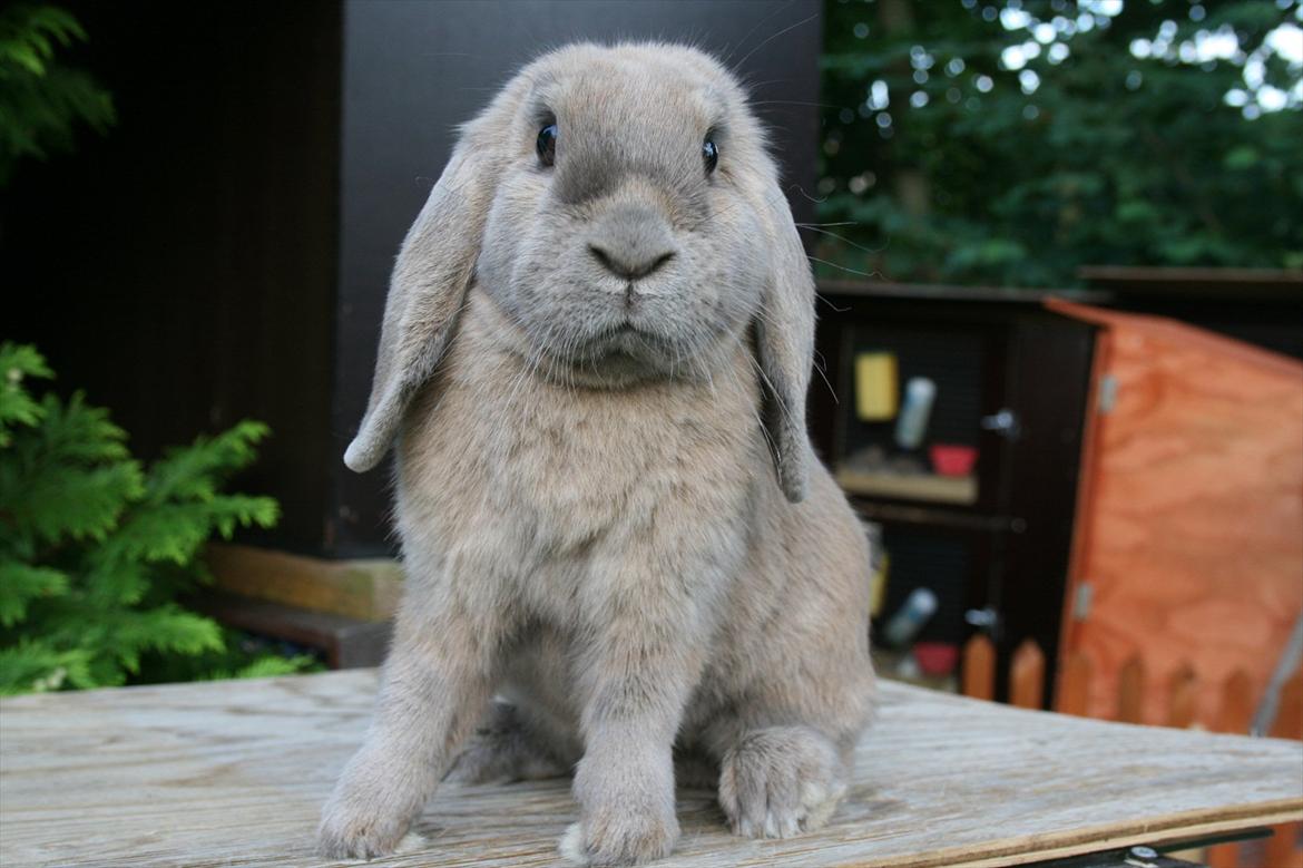 Kanin Ninka billede 3