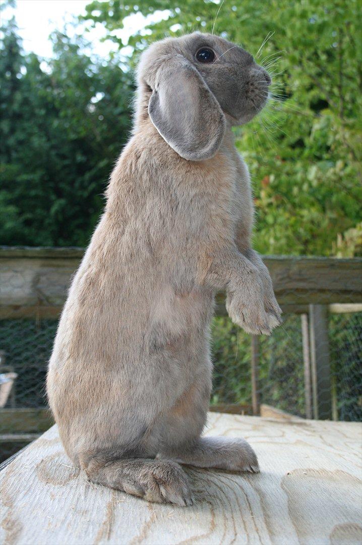 Kanin Ninka billede 4