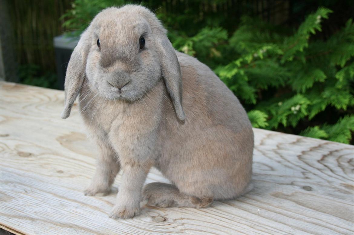 Kanin Ninka billede 5