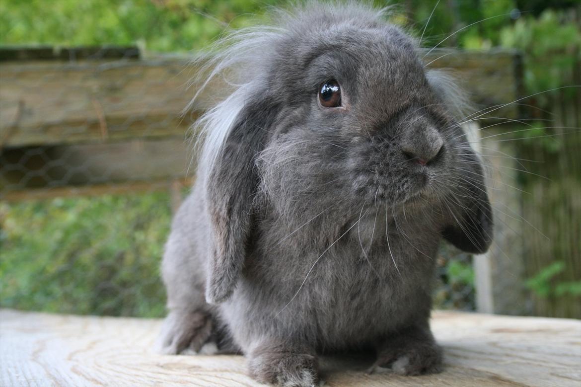 Kanin Bayou billede 2