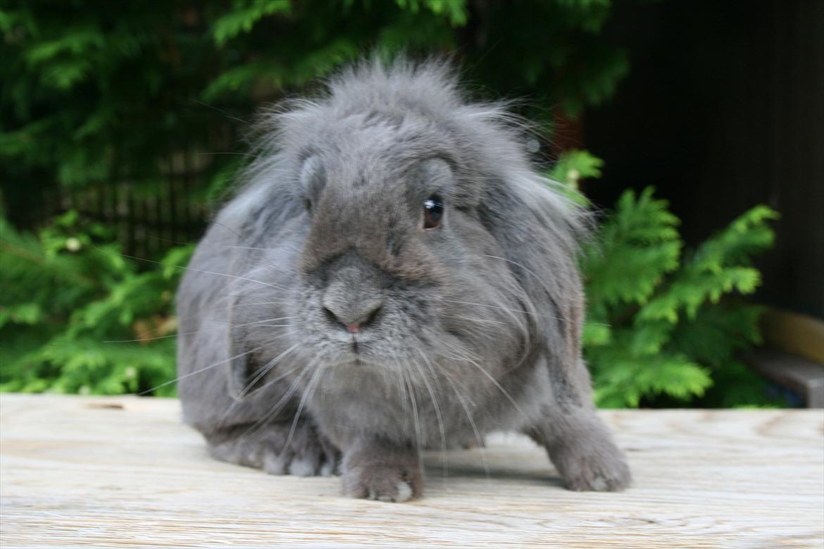 Kanin Bayou billede 3