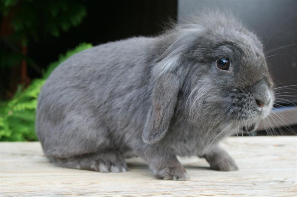 Kanin Bayou billede 4