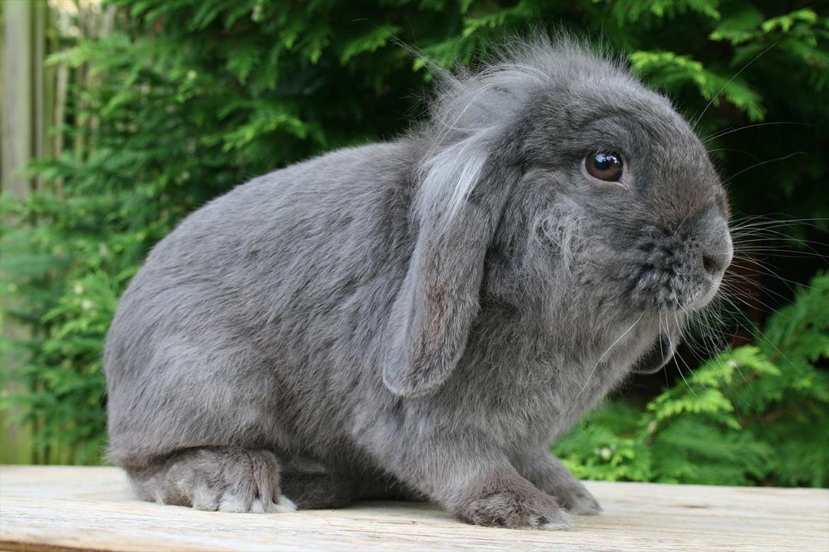 Kanin Bayou billede 5