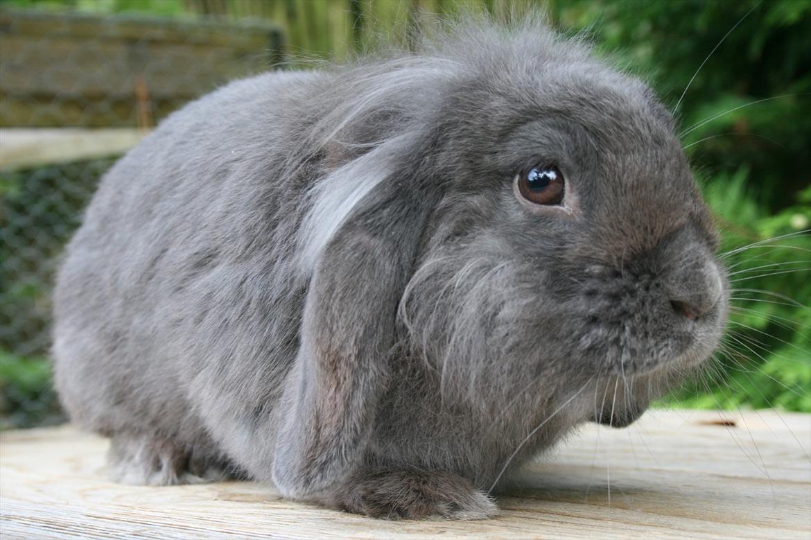 Kanin Bayou billede 6