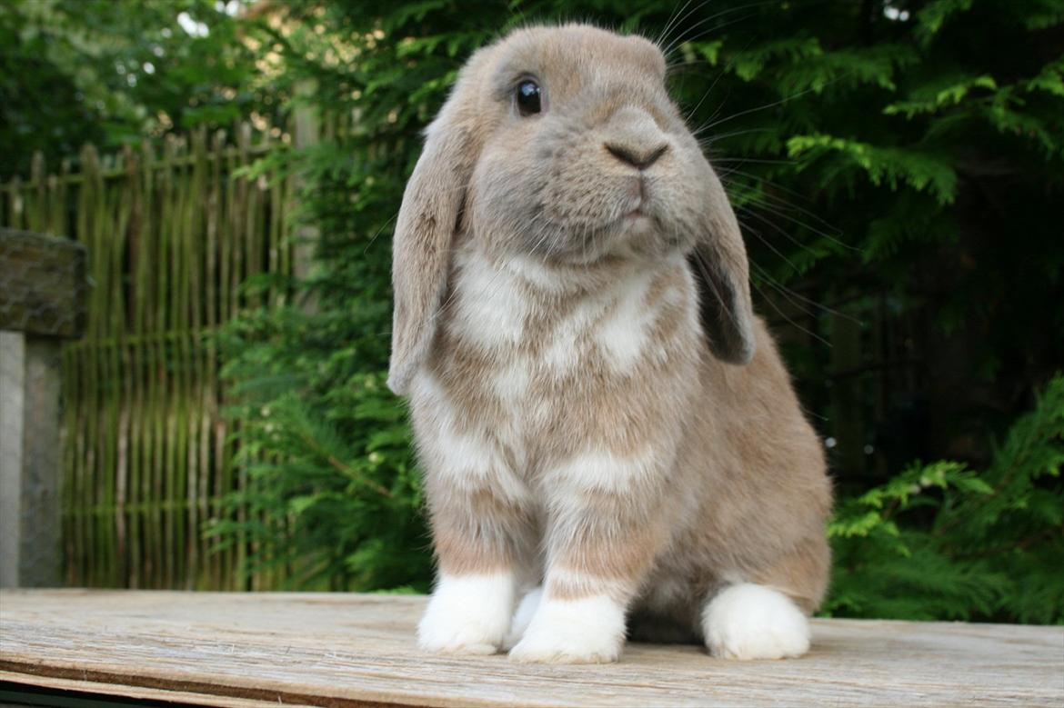 Kanin Nymphadora billede 2