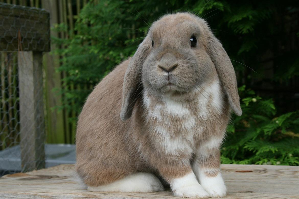 Kanin Nymphadora billede 3