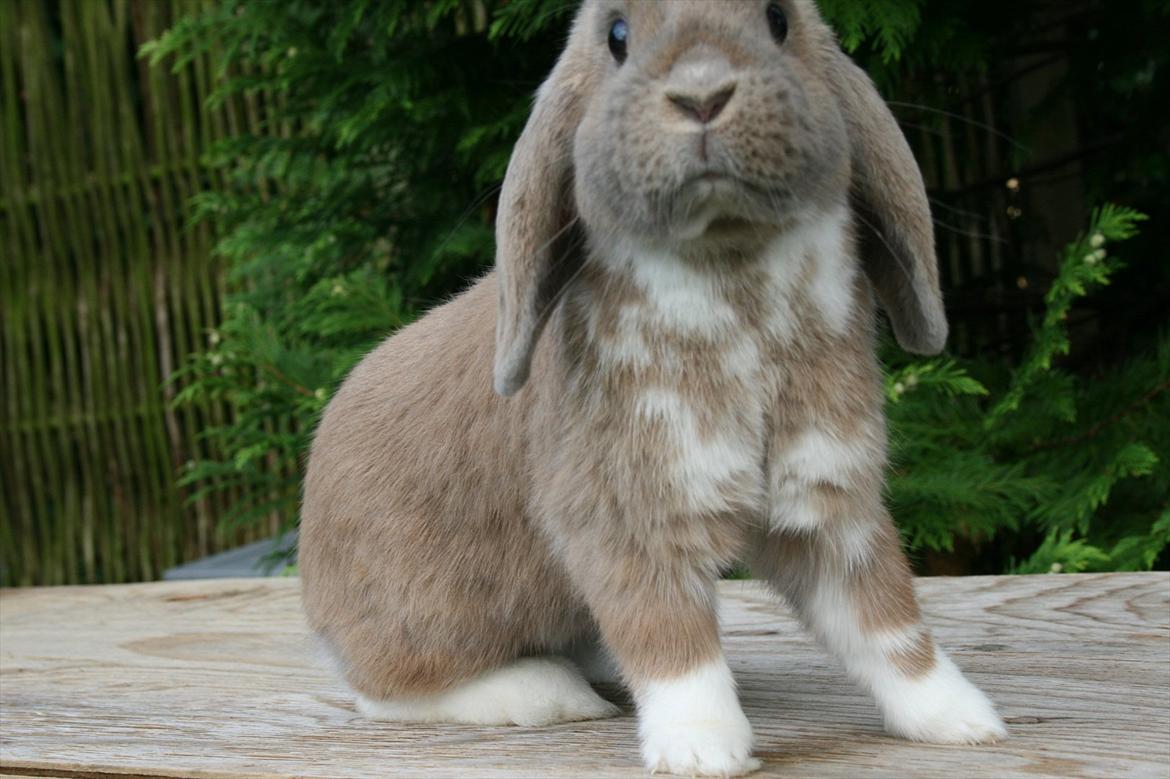 Kanin Nymphadora billede 4