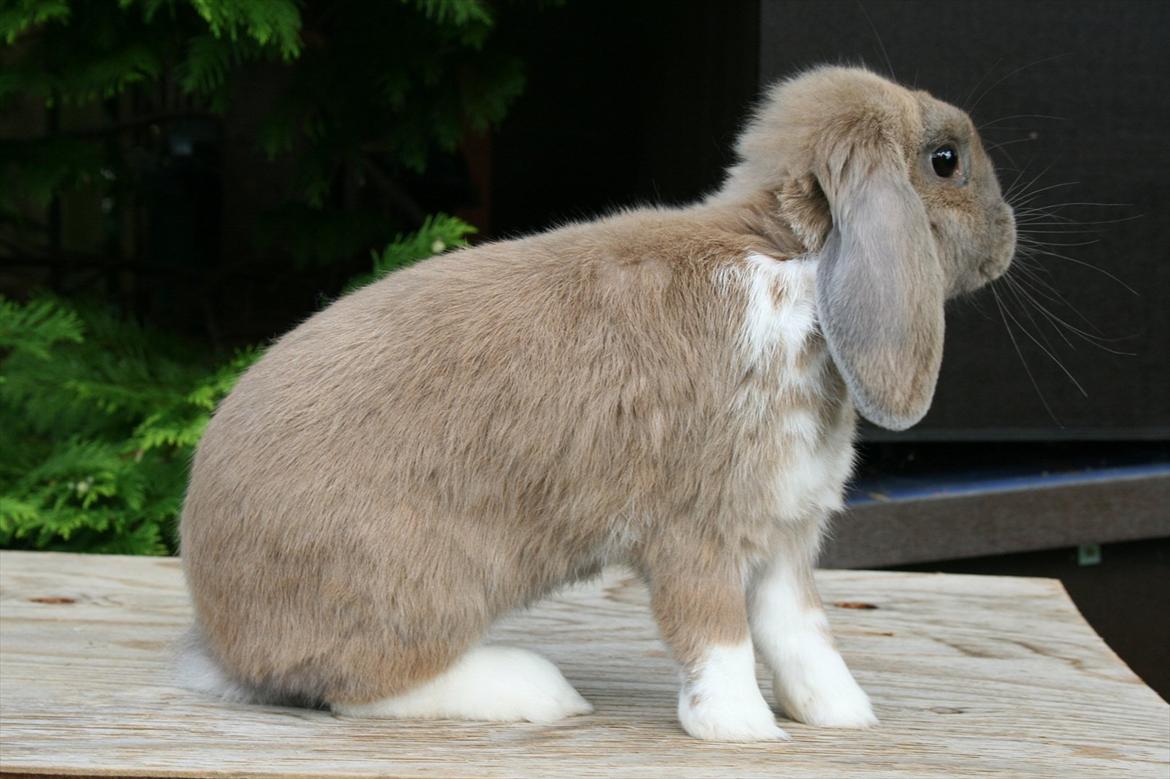 Kanin Nymphadora billede 5